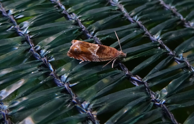 probabile : Epinotia tenerana - Tortricidae